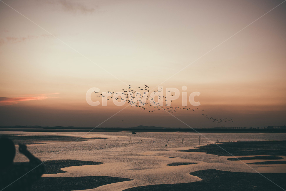 노을,새,바다,낙조,일몰,해,구름,철새,sunset,sundown,붉은노을,자연,풍경,nature,landscape,동물,animal,조류,새,birds,감성,sensible,feeling,flock,대군