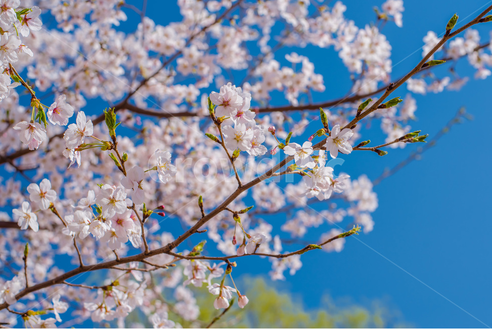벚꽃,봄,sakura,park,flower,공원,cherryblossom,봄,계절,spring,season,식물,자연,plants,nature,꽃,flower,plant,blossom