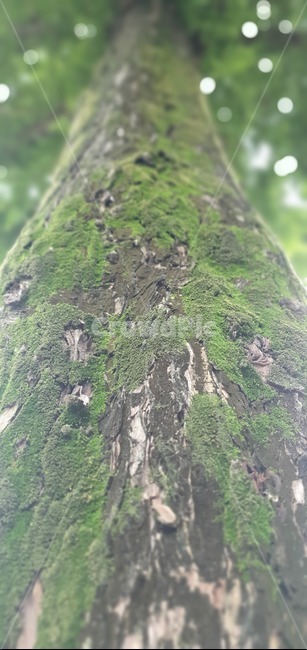 나무,이끼,tree,lichen,moss,녹색,푸른,자연,green