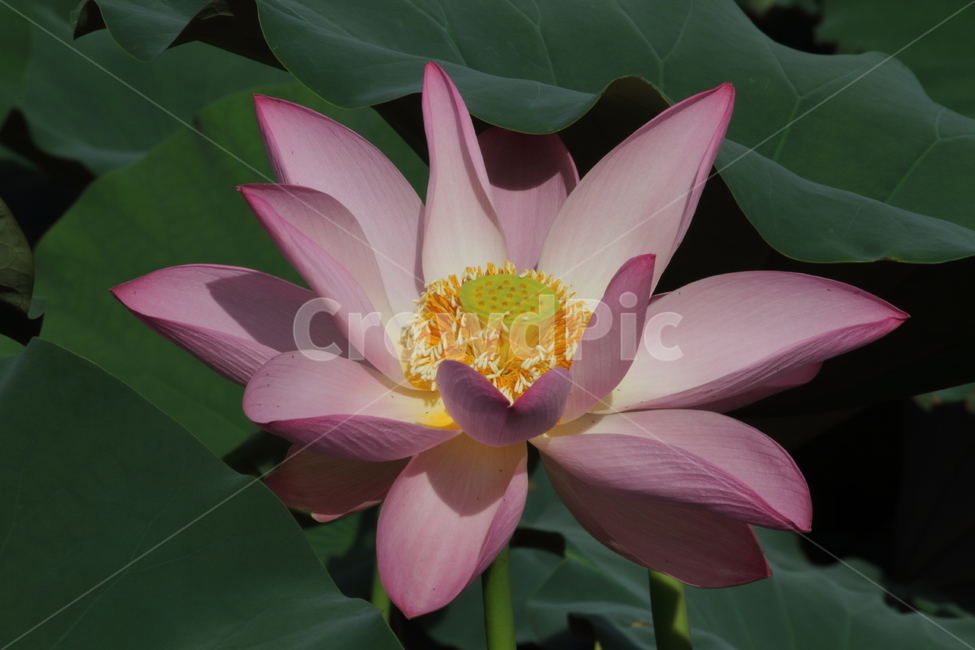 연,연꽃,꽃,식물,lotus,식물,자연,plants,nature,꽃,flower