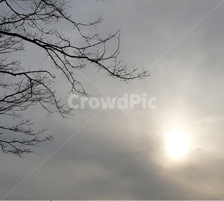 하늘,흐림,나뭇가지,햇빛,cloudy,쌀쌀한