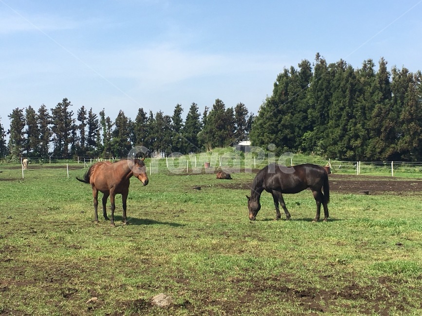 제주도,말,동물,한가로움,예쁜하늘,초원,나무,푸른배경,초록,동물,animal,포유류,mammal