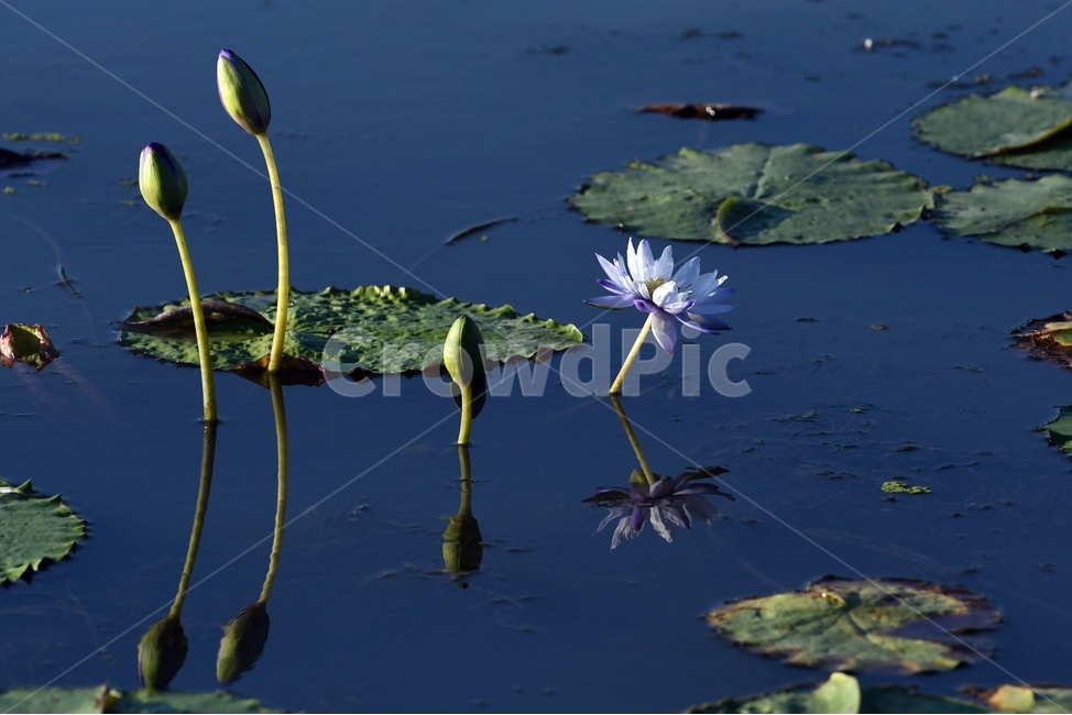 연못,수련,식물,자연,여름,정원,푸르른,물,수경식물,연못가,연못정원,plants,nature,연,연꽃,힐링,flower,감성,연잎,식물,자연,plants,nature,꽃,flower