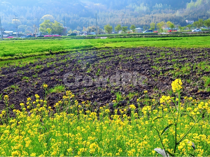 유채꽃,마을,봄,풍경,담양,시골,마을,풍경,landscape,country,rural,town,식물,자연,plants,nature,꽃,flower
