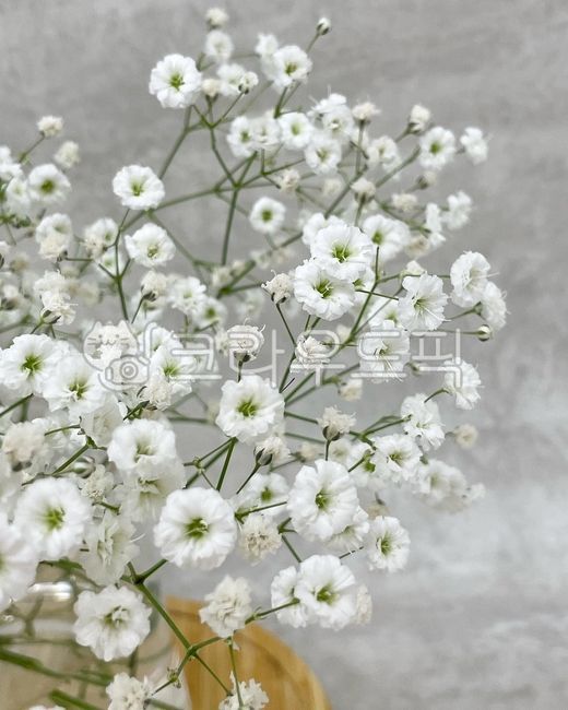 flower,꽃,안개꽃,white,흰색꽃,흰꽃,꽃다발