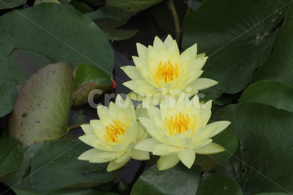 연,꽃,식물,waterlily,수련,식물,자연,plants,nature,꽃,flower