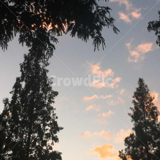노을,sunset,가로수,하늘,streettrees,sky