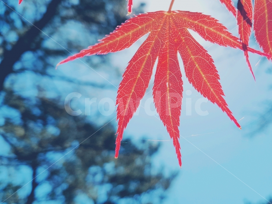 단풍,가을,하늘,빨간색,구경,가을,계절,fall,autumn,season,식물,자연,plants,nature,감성,sensible,feeling,색깔,색상,색채,색감,color sense,color sensitivity,feeling of color,leaf,잎,plant,tree,나무
