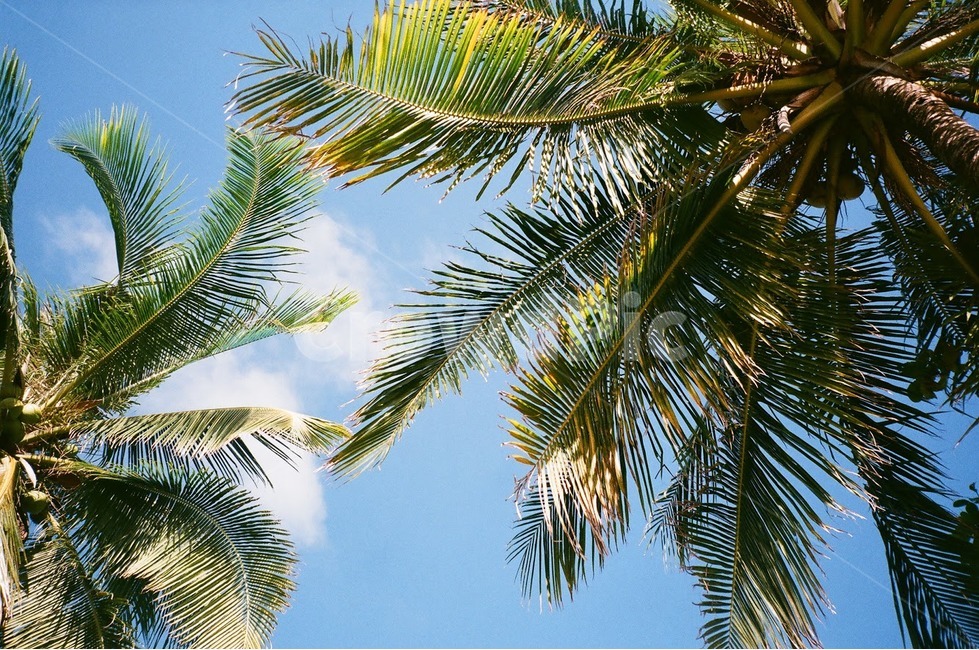야자수,하늘,여름,열대,구름,cloud,tropical,tropics,palmtree,sky,summer
