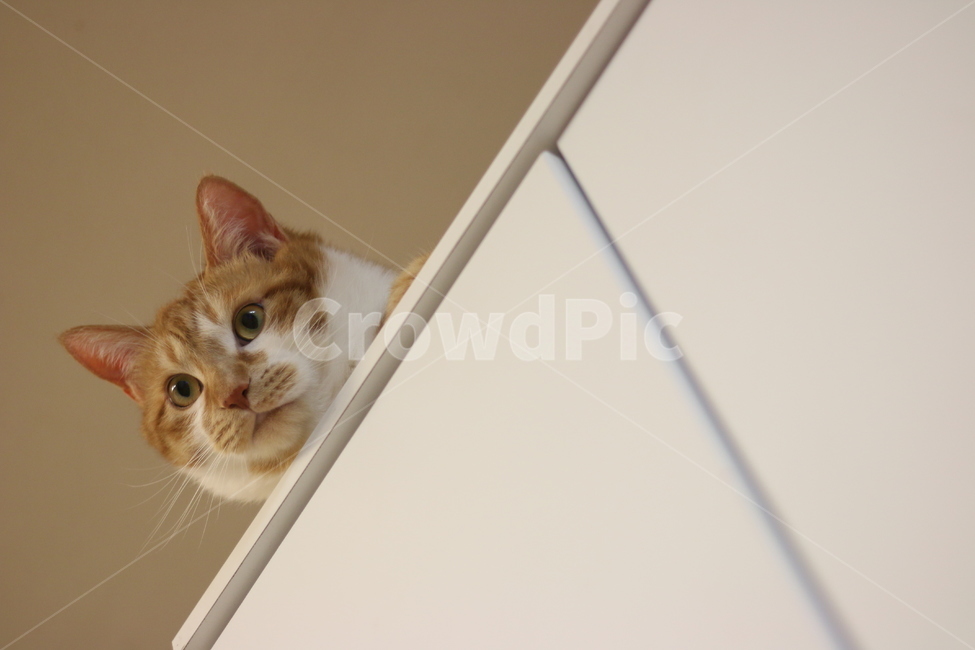노란,고양이,내려다보는,주둥이,측면,동물,animal,포유류,mammal,고양이,cat,kitten,kitty