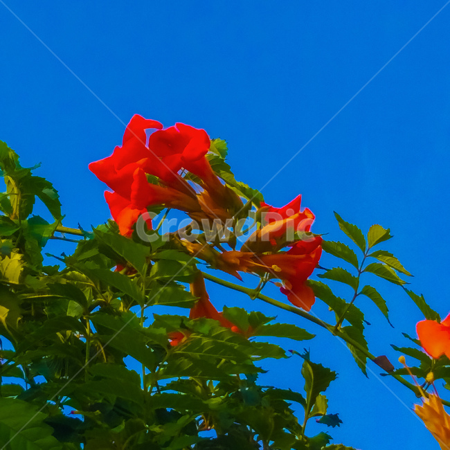 leaf,잎,식물,꽃,여름,색감,능소화,풀,나뭇잎,flower,꽃,flower