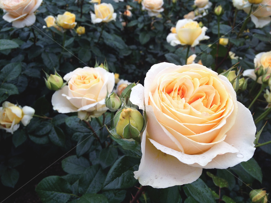 blossom,rose,장미,flower,꽃,plant,식물
