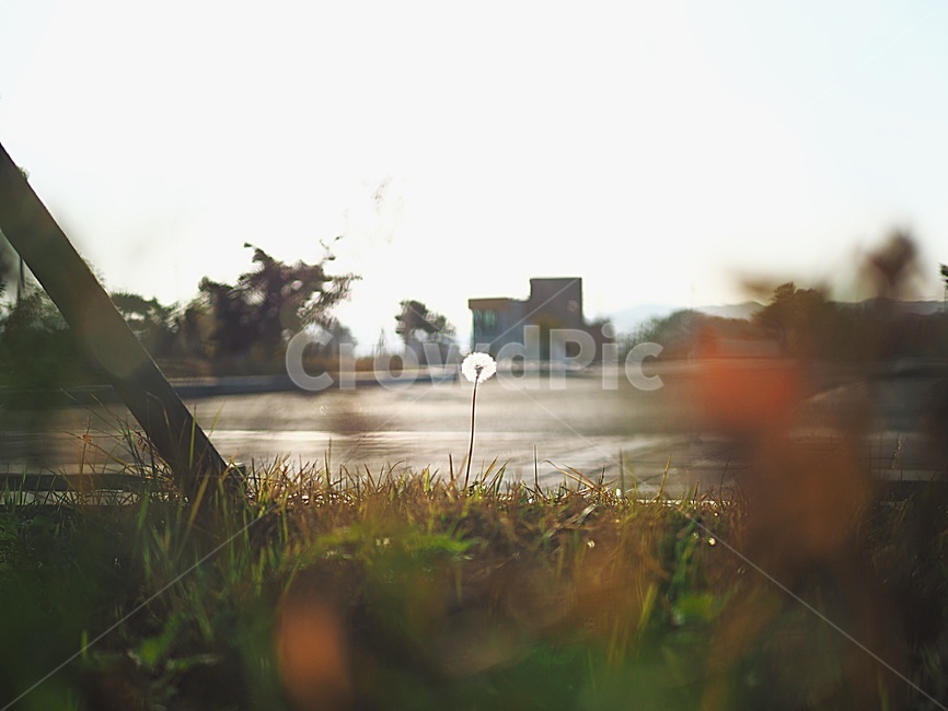 민들레홀씨,민들레,홀씨,꽃,씨앗,식물,자연,plants,nature,꽃,flower