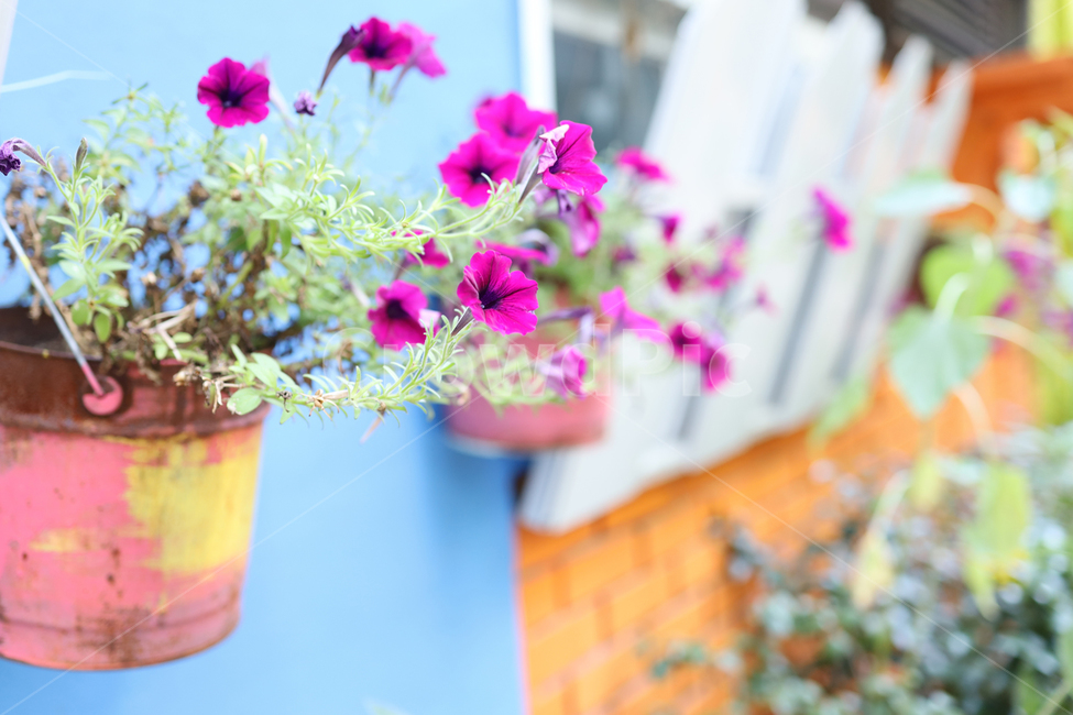 꽃,화분,식물,핑크,나팔꽃,벽걸이화분,감성,식물,자연,plants,nature,실내용화초,화분,화초,house plant