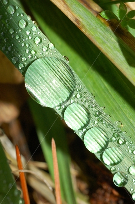 물방울,빗방울,이슬,자연,접사,풀잎,풀잎이슬,방울,구슬,초록,식물,자연,plants,nature