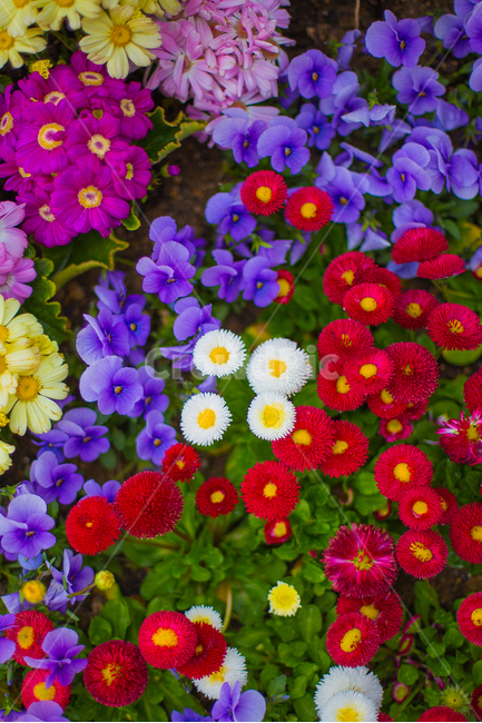 꽃,꽃사진,식물,자연,식물사진,식물,자연,plants,nature,꽃,flower