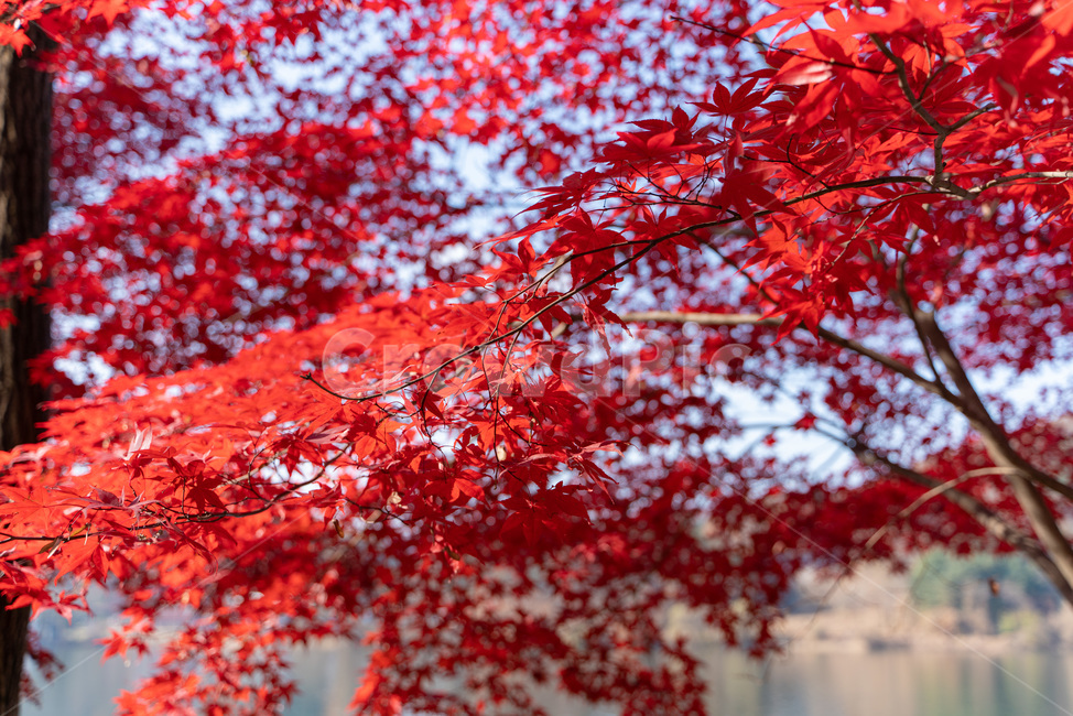 식물,단풍,maple,나무,leaf,가을,계절,fall,autumn,season,식물,자연,plants,nature
