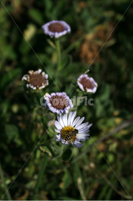 소국,식물,flower,plants,nature,꽃,꽃봉오리,벌,가을,가을향,식물,자연,plants,nature,꽃,flower,동물,animal,곤충,벌레,insect,bug