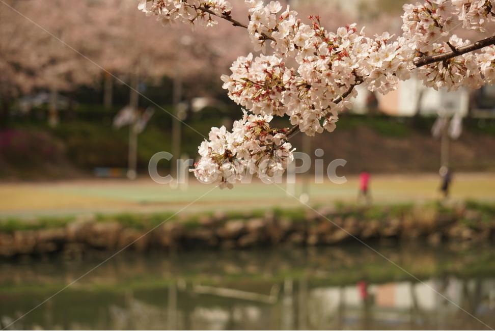 벚꽃,산책,봄,온천천,부산,벚꽃사진,꽃사진,개천,산책길,봄느낌,봄사진,감성사진,예쁜사진,봄꽃,봄감성,두근두근,spring,cherryblossom,busan,flower,일상사진,배경화면,바탕화면,봄,계절,spring,season,식물,자연,plants,nature,꽃,flower,plant