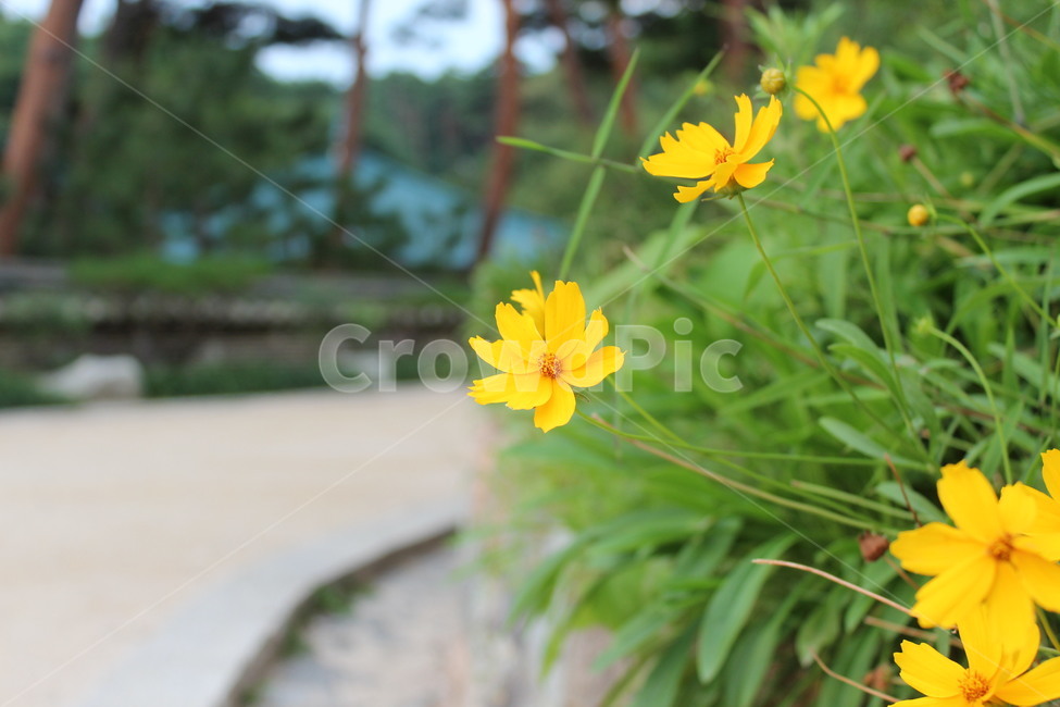 plant,식물,pottery,도기류,vase,코스모스,길,식물,자연,plants,nature,꽃,flower
