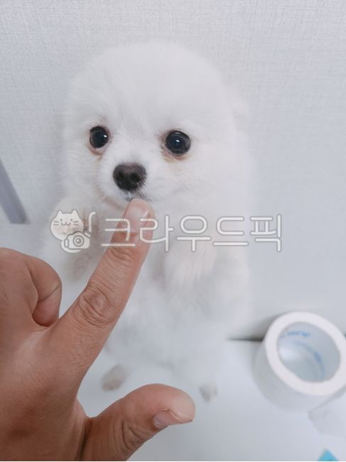 포메,포메라니안,기죽은강아지,서있는강아지,하얀강아지,반려동물,동물