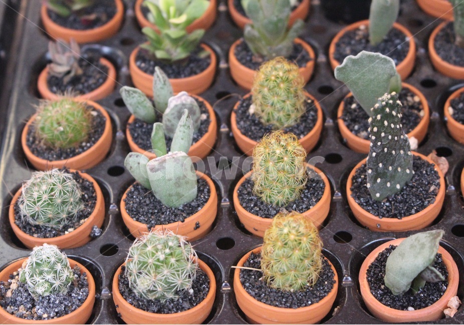 식물,선인장,미니선인장,다육식물,plant,cactus