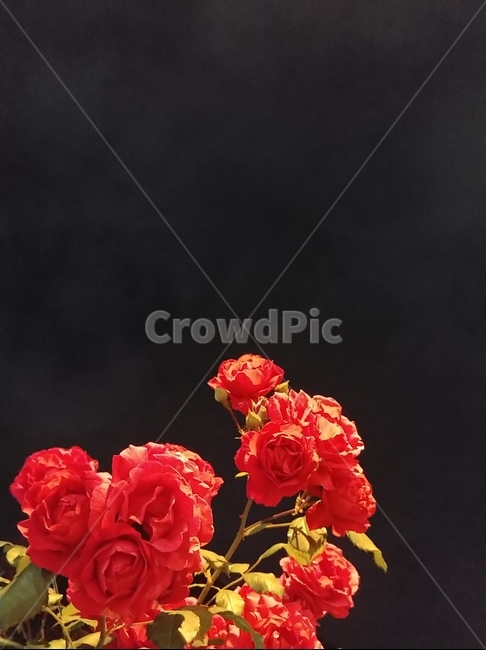 밤,꽃,flower,roses,장미,감성,꽃,flower,누끼,remove background