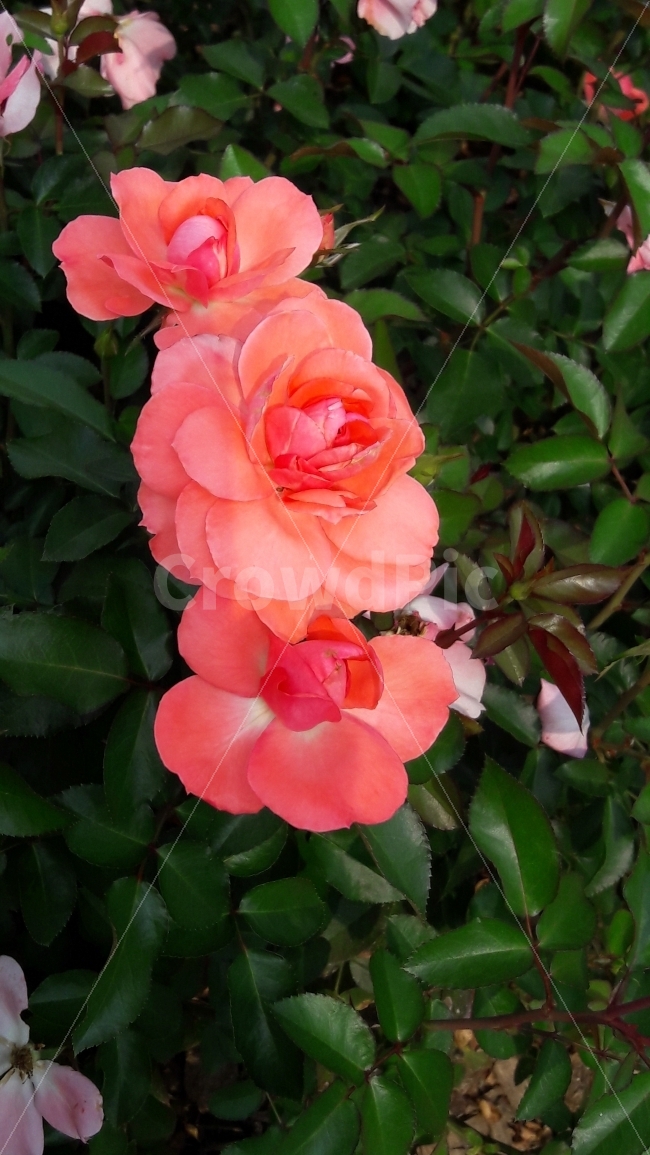 장미,꽃,주황색,초록,가시,식물,자연,plants,nature,꽃,flower