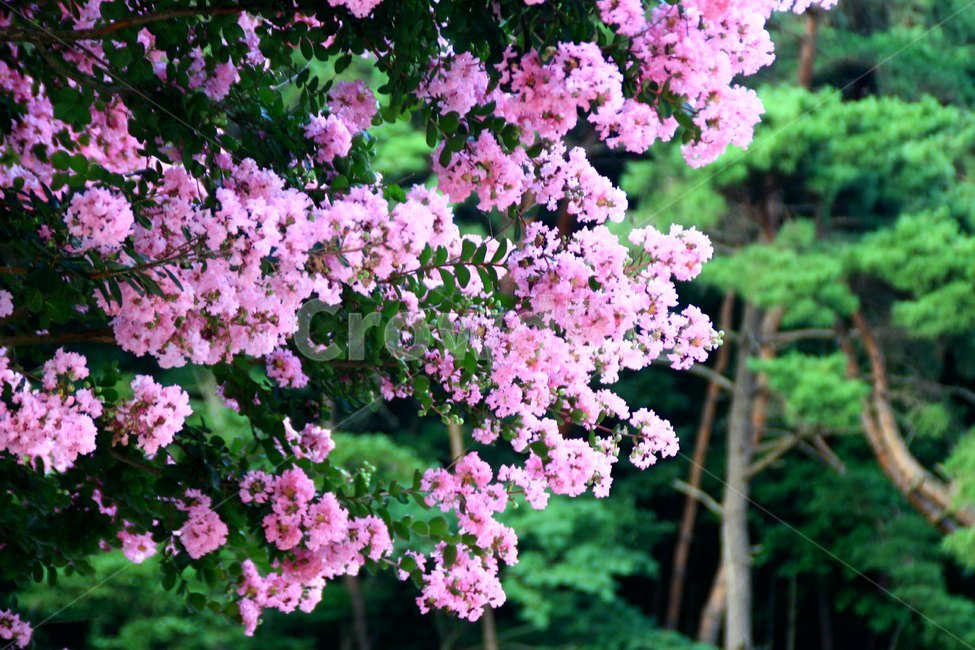 꽃,배롱꽃,여름,풍경,보라색
