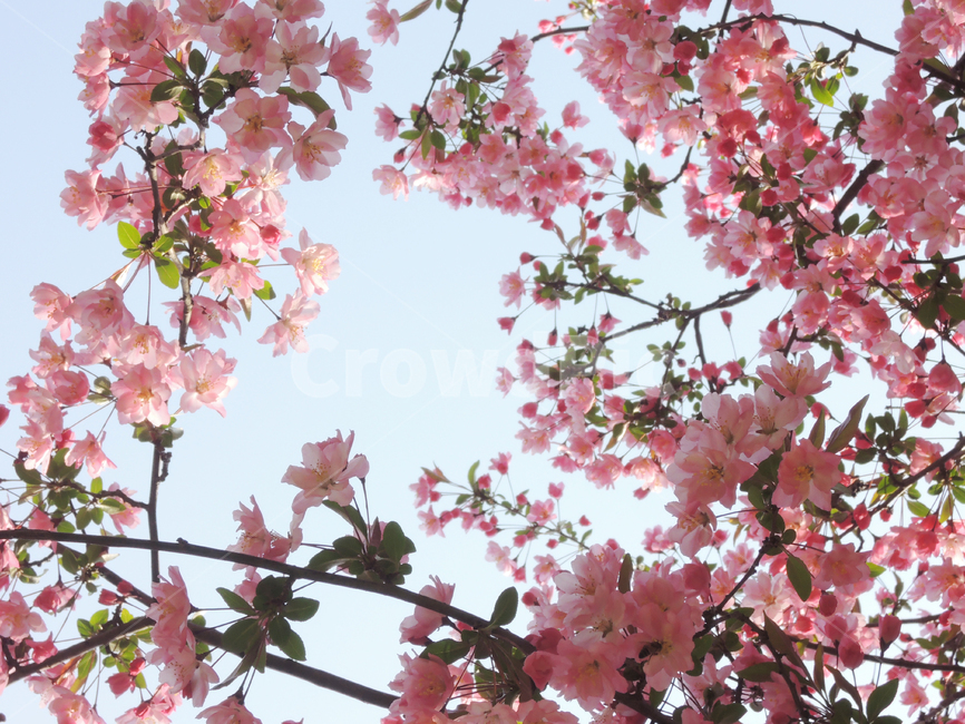 봄,벚꽃,겹벚꽃,꽃송이,핑크,나뭇가지,그림같은,하늘,계절,자연,꽃잎,spring,cherryblossom,season,bloom,flower,sky,floral,petal,blossom,picturesque,sakura,pink,blooming,봄,계절,spring,season,식물,자연,plants,nature,꽃,flower,plant