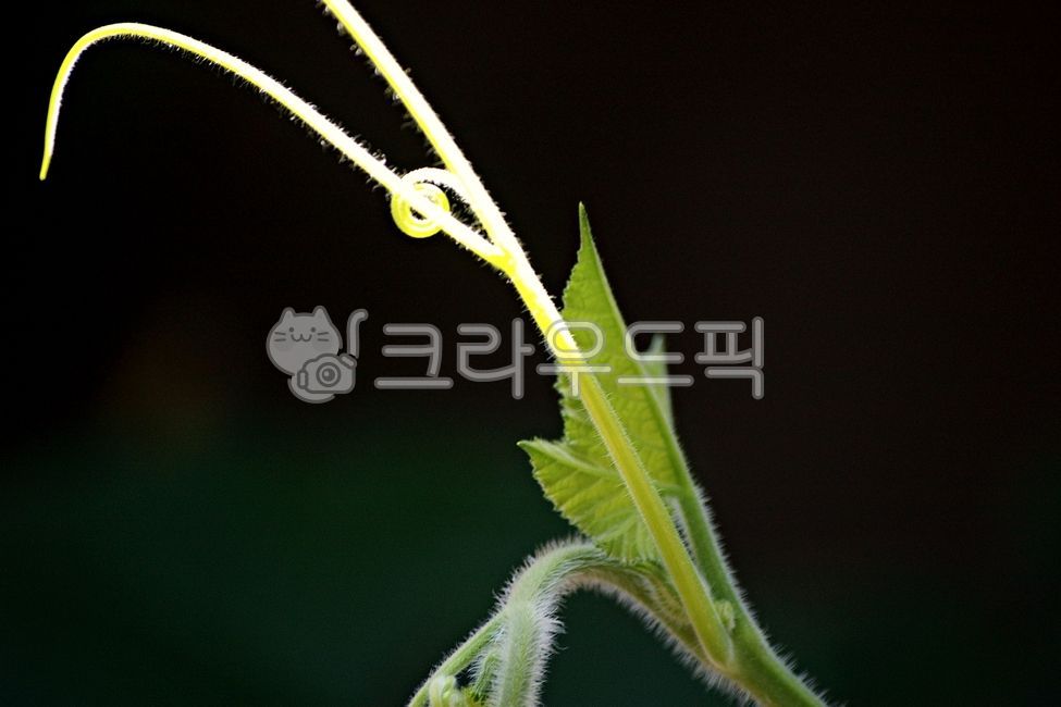 호박줄기,애호박줄기,호박,줄기,pumpskinstem,zucchinistem,stem,zucchini