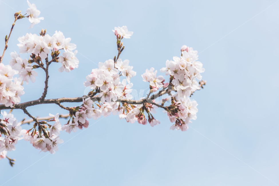 벚꽃,식물,flower,꽃,blossom,식물,자연,plants,nature,꽃,flower