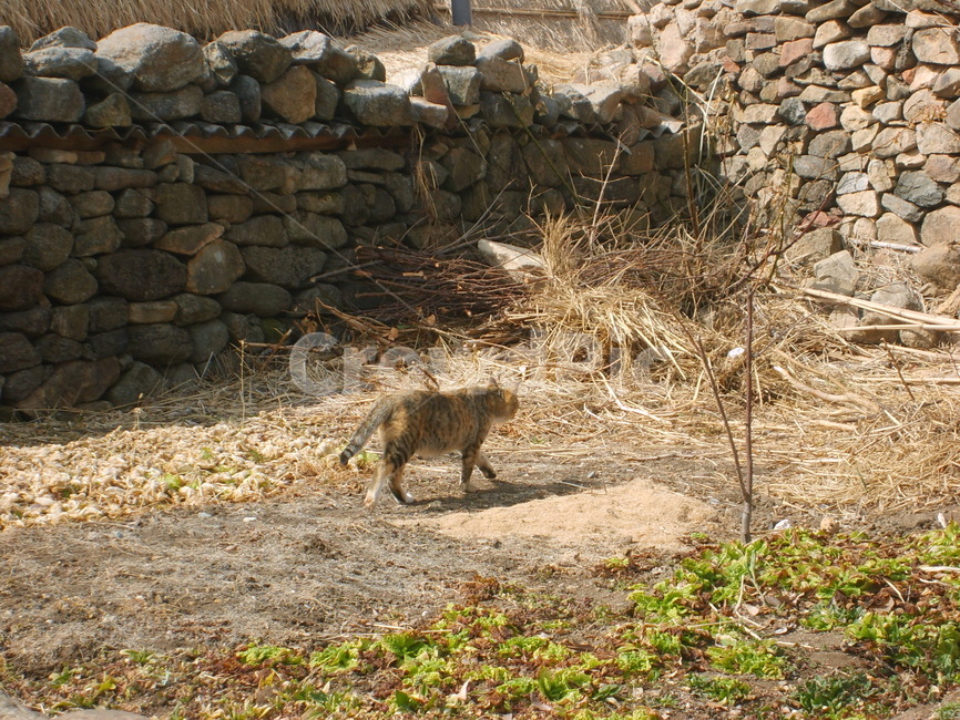 고양이,동물,캣워크,시골,시골길,동물,animal,포유류,mammal,고양이,cat,kitten,kitty