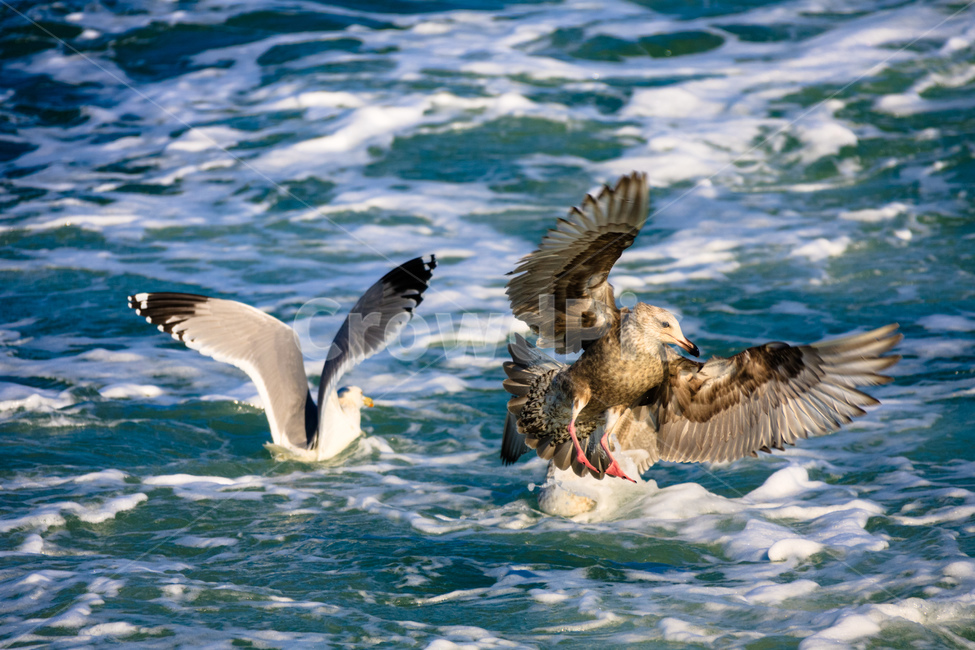 갈매기,바다,야생,새,조류,비행,날개,동물,animal,조류,새,birds