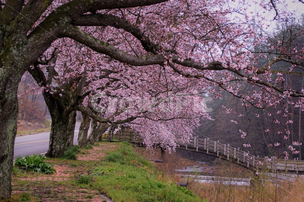 꽃,벚꽃,벚나무,나무,자연,식물,자연풍경,봄,spring,nature,trees,감성,분홍색,pink,길,다리,시냇물,풀,초록,green,sky,하늘,로맨틱,봄,계절,spring,season,plant,blossom,flower,cherry blossom
