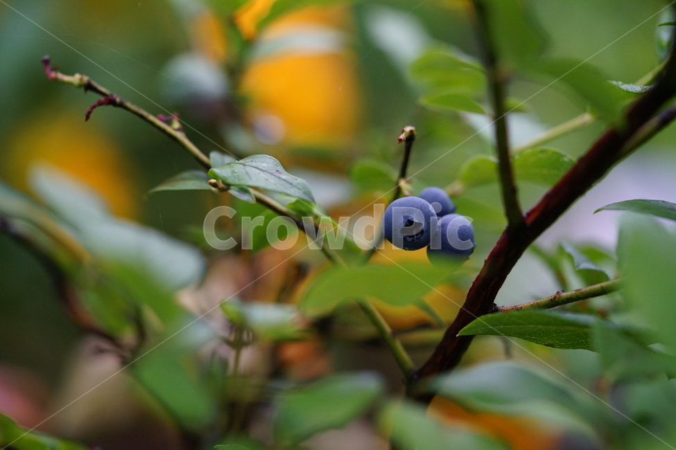 열매,블루베리,자연,생물,생명,식물,접사,과실,식물,자연,plants,nature,과일,열매,fruit
