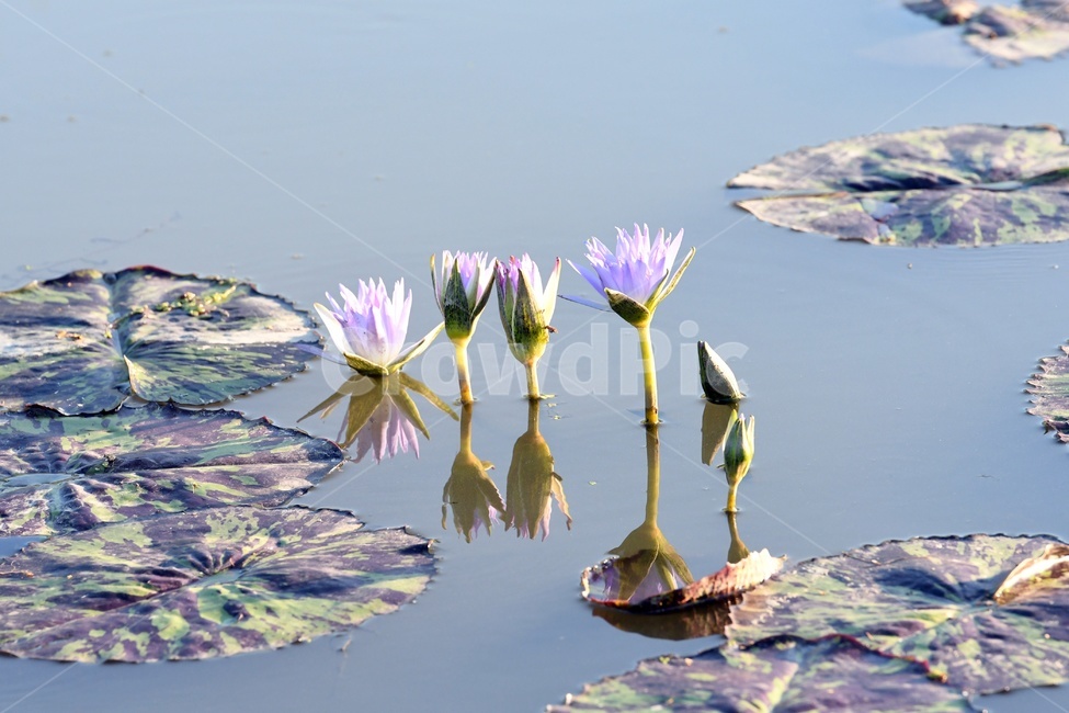 연못,수련,식물,자연,여름,정원,푸르른,물,수경식물,연못가,연못정원,plants,nature,연,연꽃,힐링,flower,감성,연잎,식물,자연,plants,nature,꽃,flower