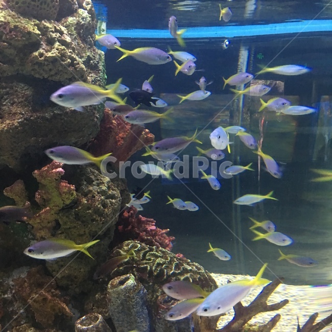 물,물고기,수족관,아쿠아리움,열대어,동물,수중,수중의,fish,water,aquatic,aquarium,tropicalfish,tropical,underwater,정방형,물속