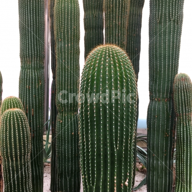 선인장,식물,식물사진,선인장들,화분,식물,자연,plants,nature