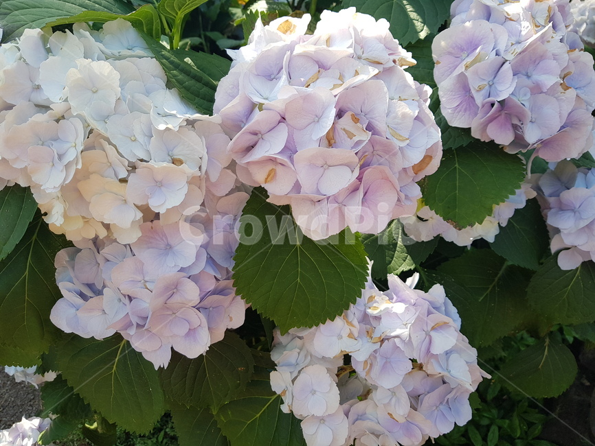 자연,꽃,수국,수국꽃,힐링,여유,식물,자연,plants,nature,꽃,flower