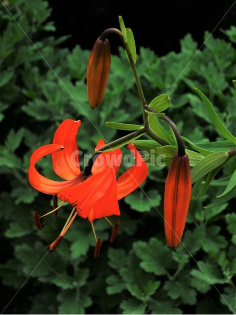 털중나리,백합과,여러해살이풀,야생화,야백합,식물,자연,plants,nature,꽃,flower