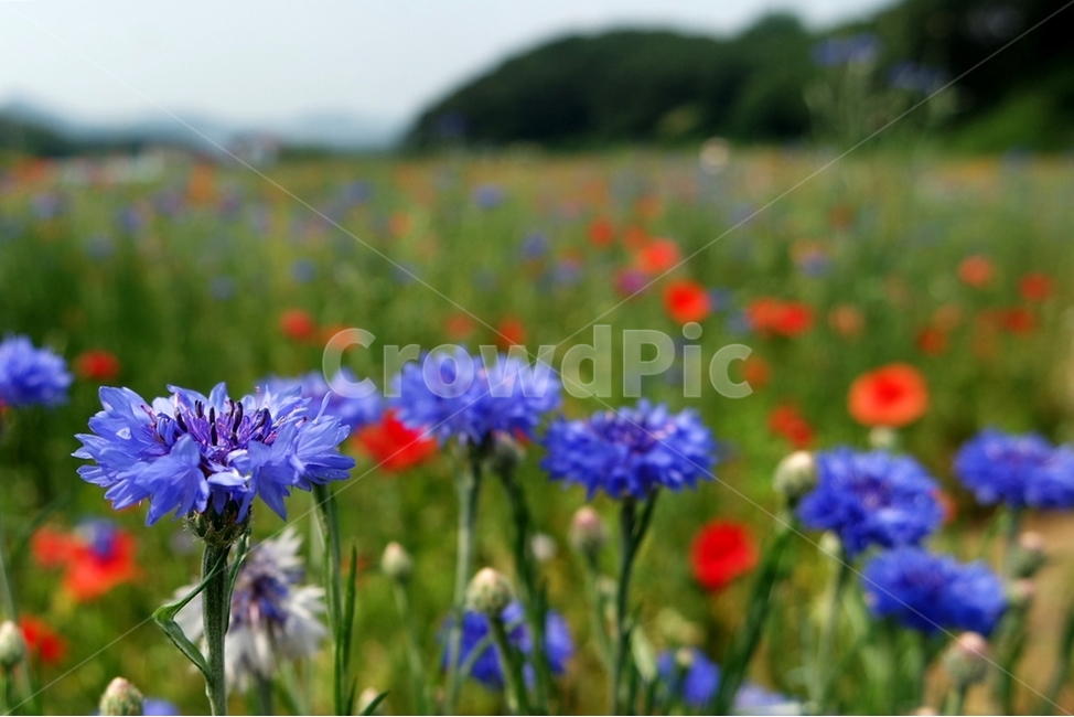 꽃,꽃사진,자연,식물,꽃배경,식물,자연,plants,nature,꽃,flower