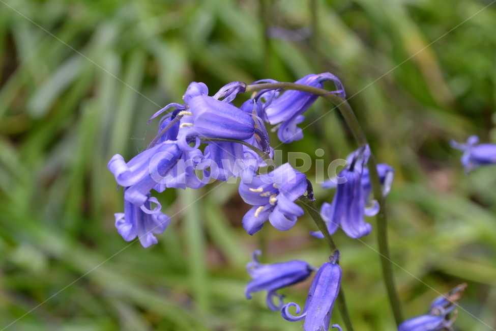 iris,아이리스,blossom,flower,꽃,plant,식물,야생화,꽃아웃포커스,식물,자연,plants,nature,꽃,flower