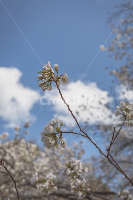 봄,꽃,벚꽃,꽃놀이,공원,봄,계절,spring,season,식물,자연,plants,nature,꽃,flower,plant,blossom,bud,싹,sprout,새싹
