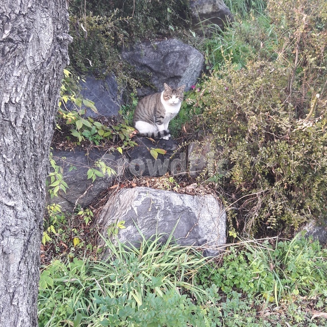 고양이,풀숲,자연,동물,길고양이,풀,animal,cat,nature,바위,돌,stone,alleycat,야옹이,감성,동물,animal,포유류,mammal,고양이,cat,kitten,kitty