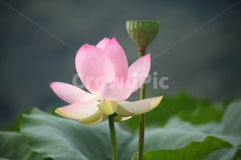 연,연꽃,수생식물,꽃,lotus