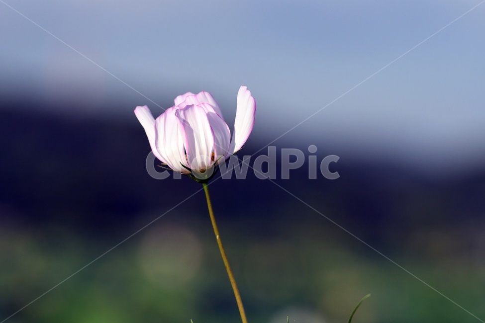 식물,자연,여름,푸르른,물,수경식물,nature,flower,감성,코스모스,식물,자연,plants,nature,꽃,flower