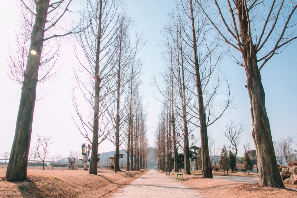 겨울,나무,순천,공원,길,korea,garden,road,tree,감성,순천만국가정원,정원,겨울나무,자연,풍경,nature,landscape,겨울,계절,winter,season,plant,식물