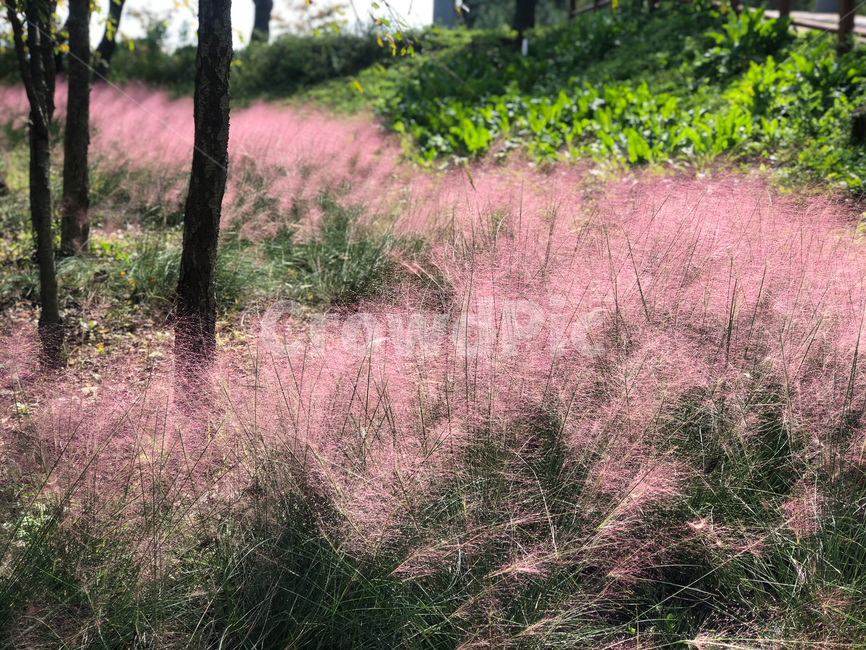 식물,plant,grass,잔디,핑크뮬리,자연,풍경,nature,landscape
