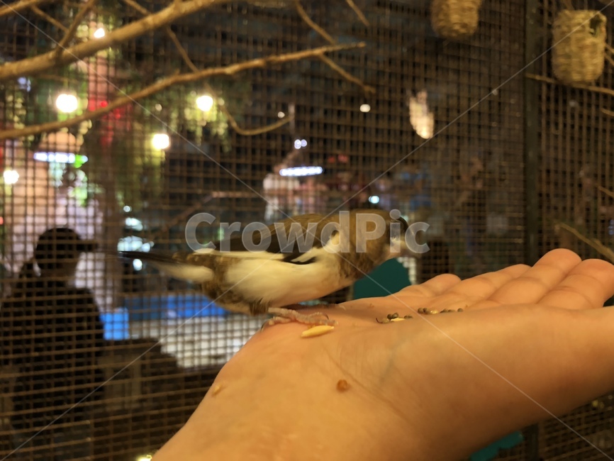 bird,human,동물,새,person,동물,animal,조류,새,birds